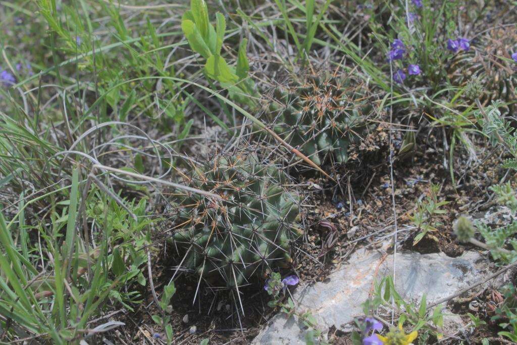 Image of Coryphantha georgii Boed.