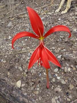 Image of Jacobean Lily