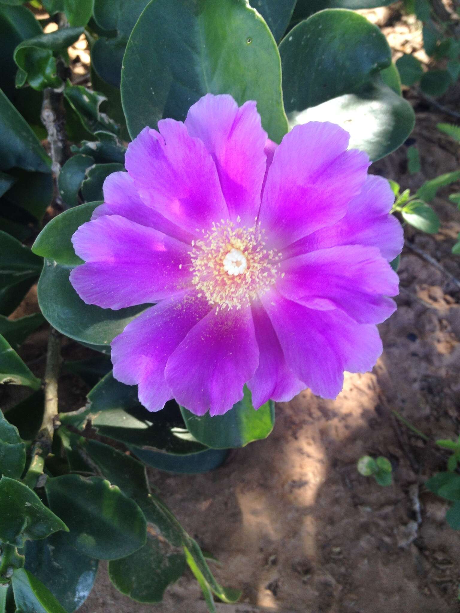 Image of Pereskia sacharosa Griseb.