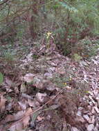 Image of Funnel-web spider orchid