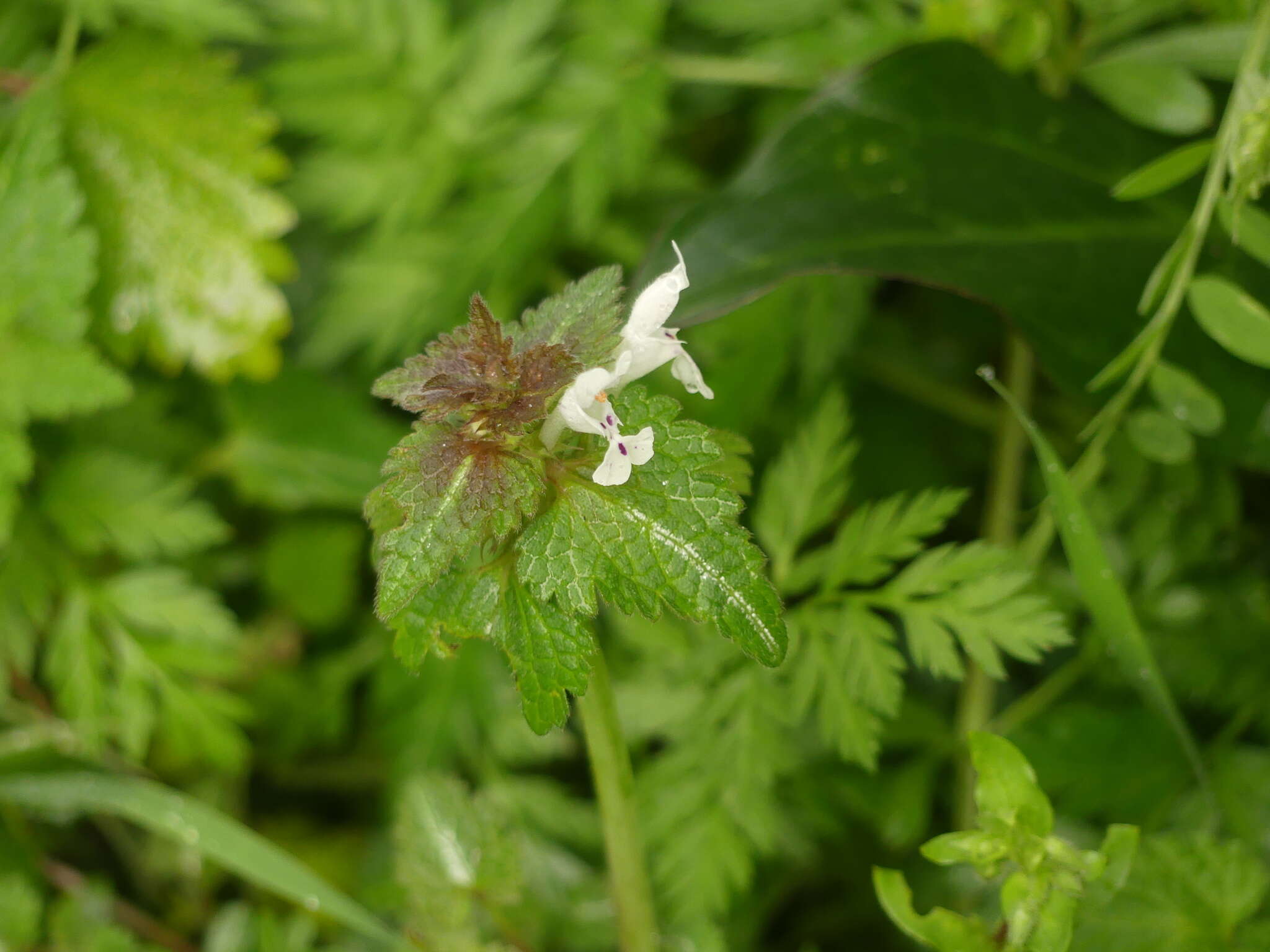 Plancia ëd Lamium bifidum Cirillo