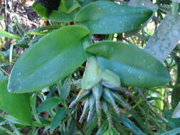 Sivun Epidendrum trianthum Schltr. kuva