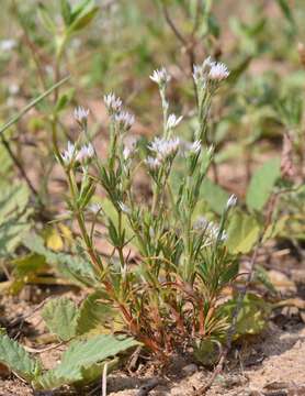 Plancia ëd Polycarpaea corymbosa (L.) Lam.