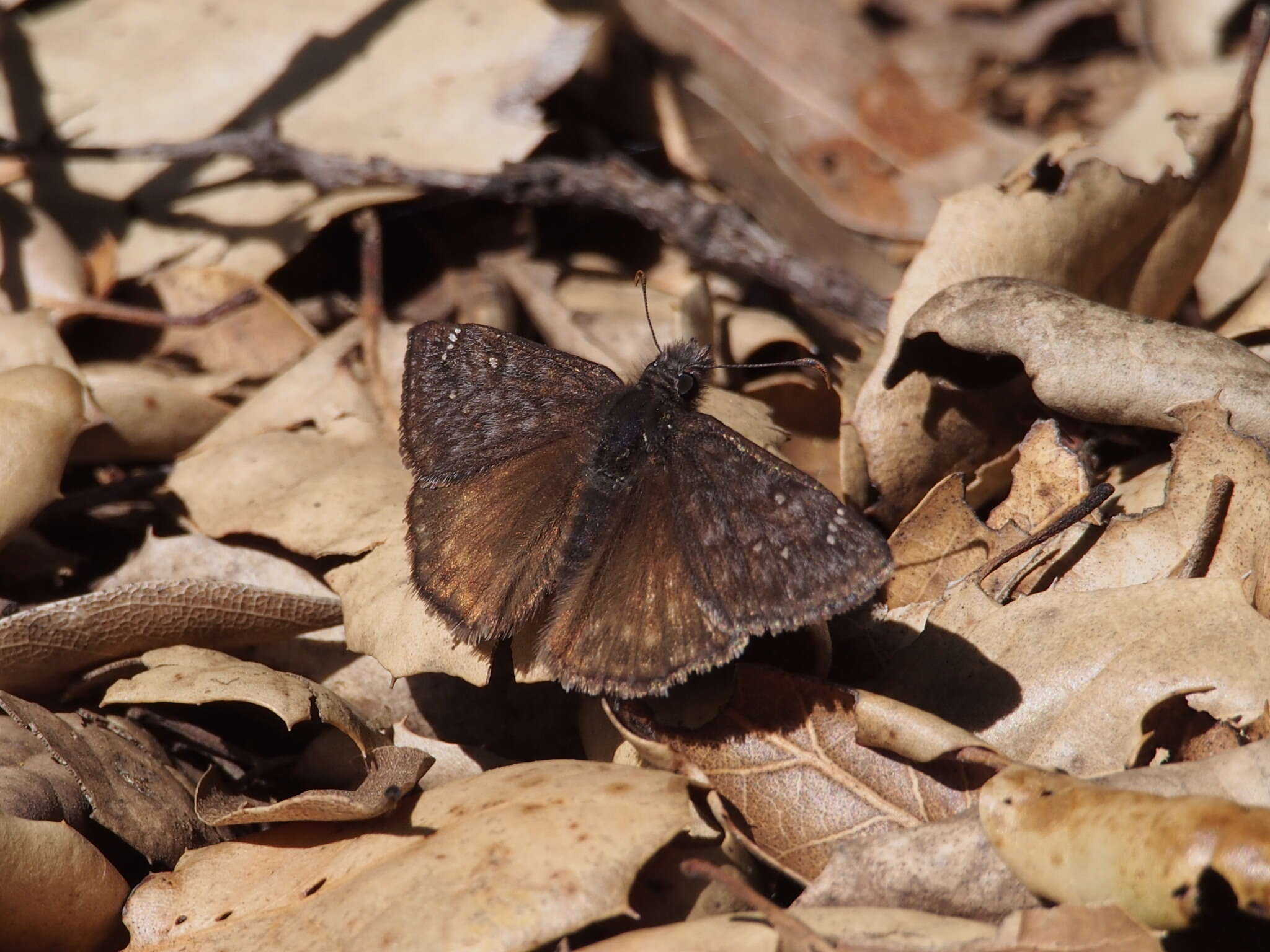 Image of Erynnis propertius Scudder & Burgess 1870