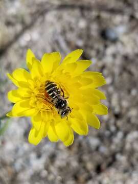 Image of Calliopsis puellae (Cockerell 1933)