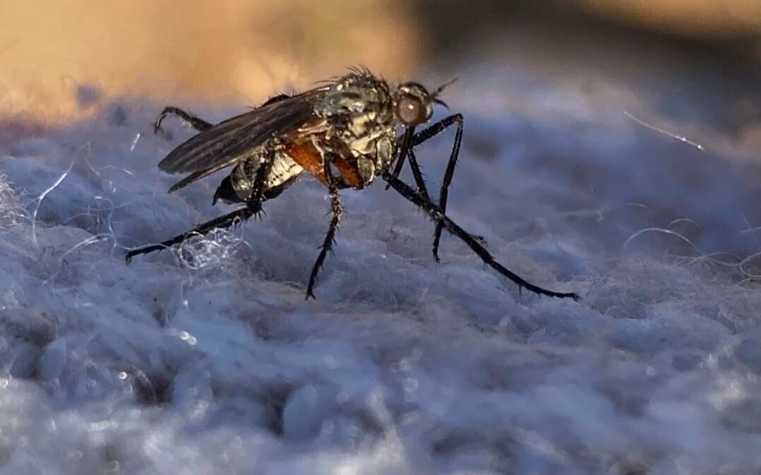 Image of Empis pulchripes Loew 1869