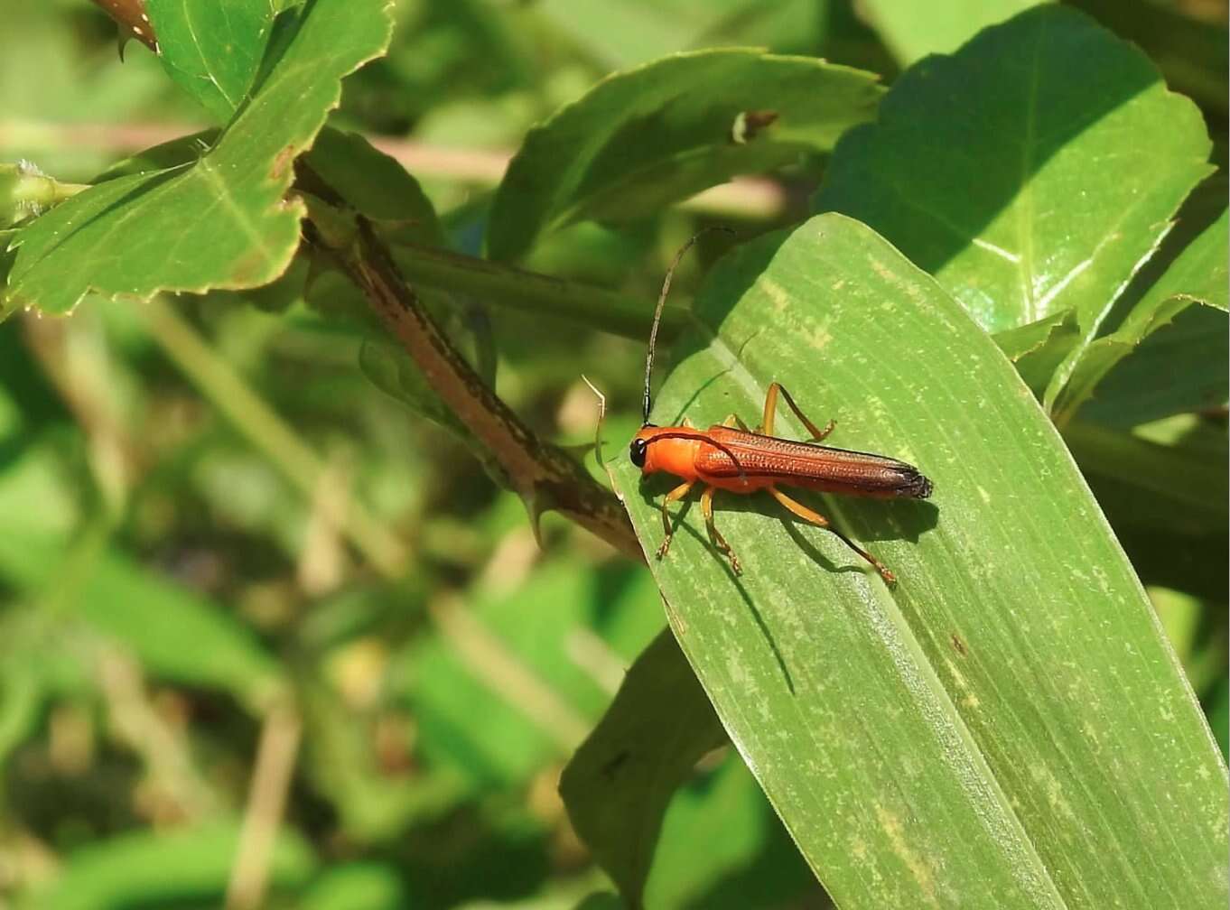 Image of Oberea fuscipennis (Chevrolat 1852)