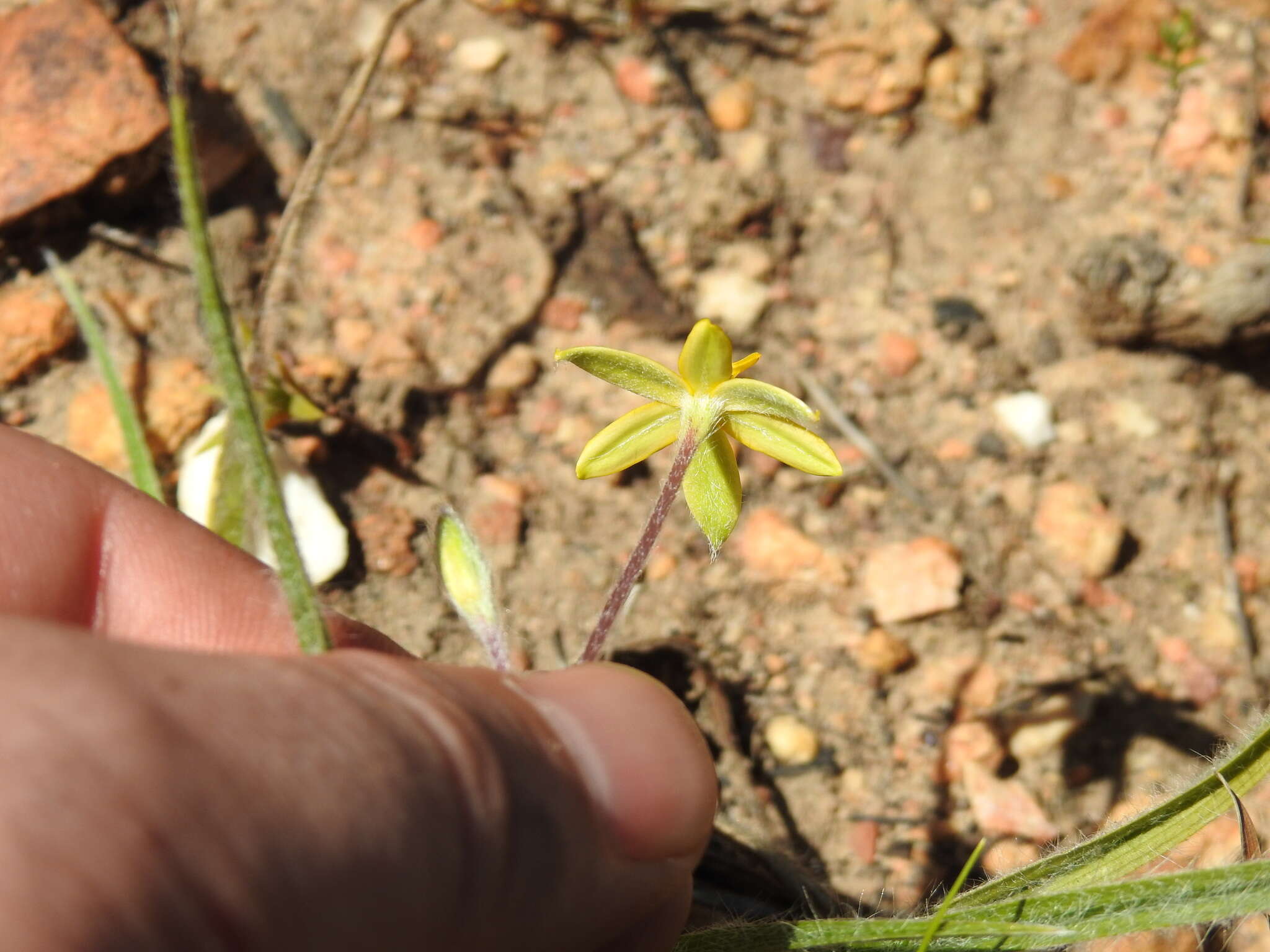 Image of Hypoxis floccosa Baker