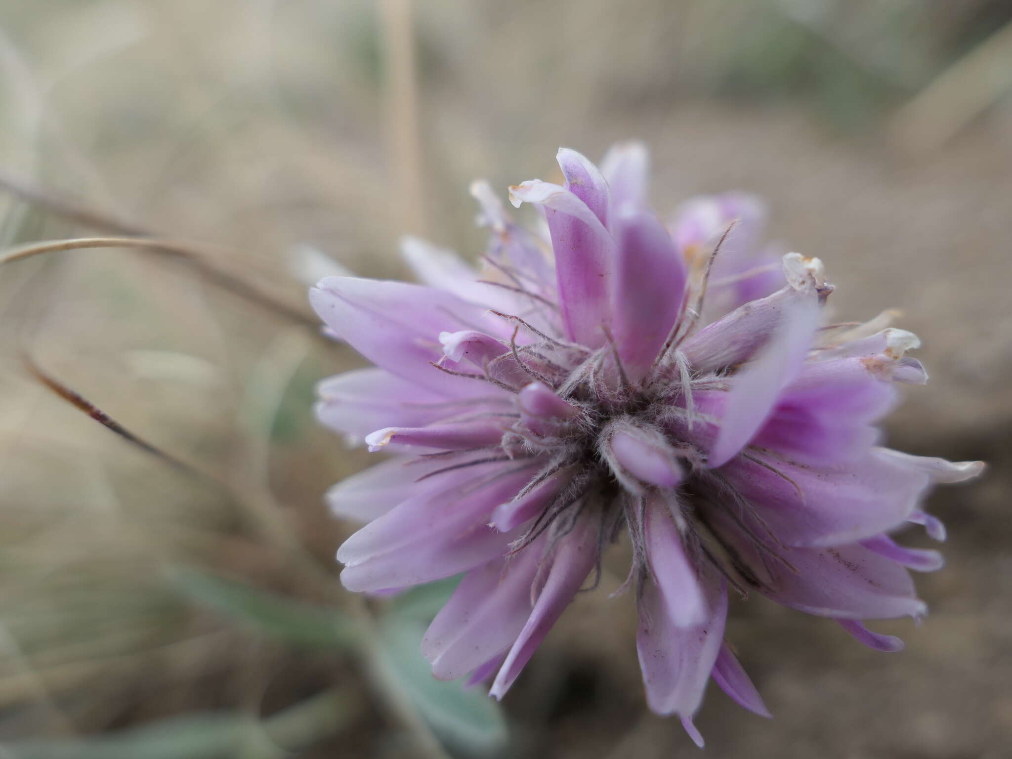 Plancia ëd Trifolium attenuatum Greene