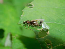 Image of Small black ant