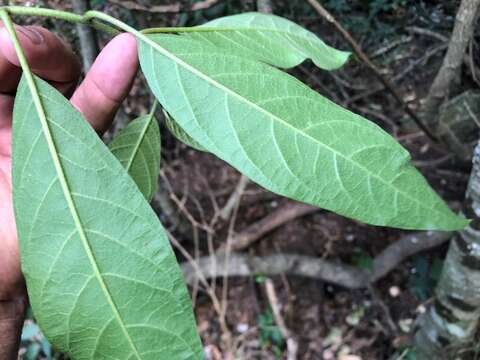 Plancia ëd Deeringia arborescens (R. Br.) Druce