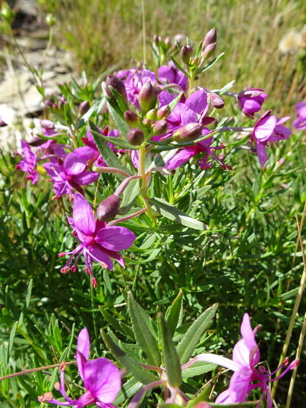 Image of Epilobium fleischeri Hochst.