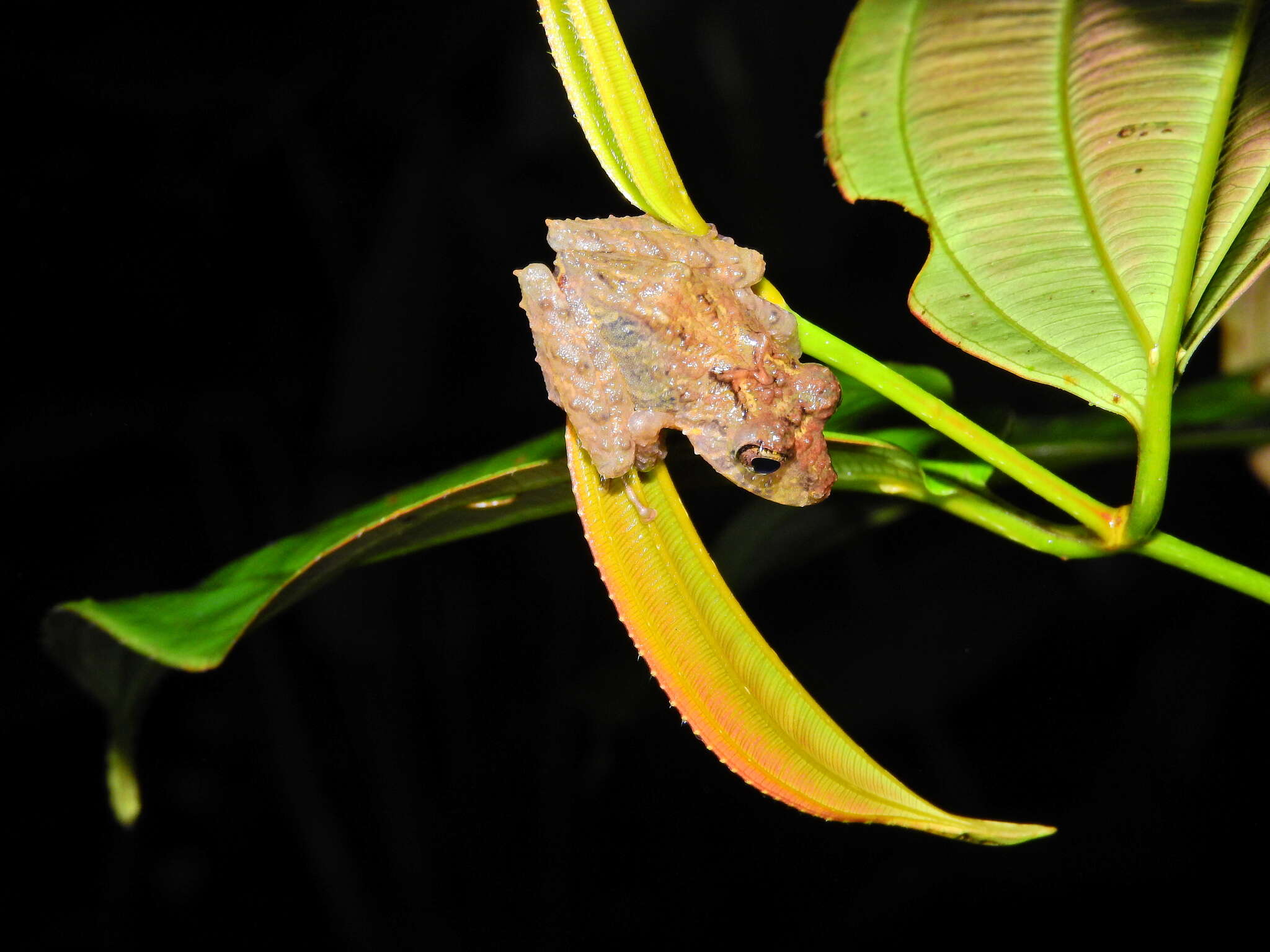 Image of Pristimantis labiosus (Lynch, Ruiz-Carranza & Ardila-Robayo 1994)