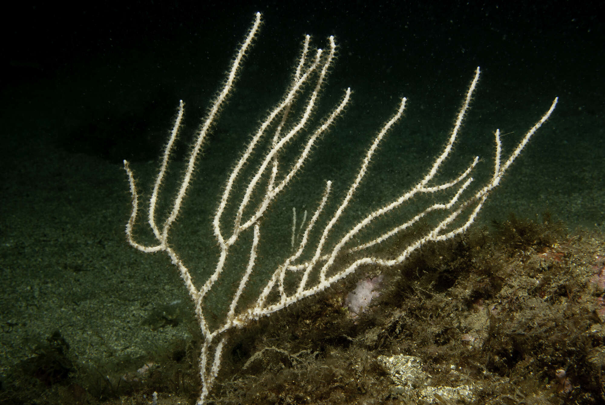 Image of white horny coral