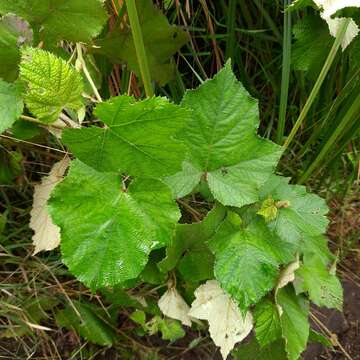 صورة Rubus moluccanus L.