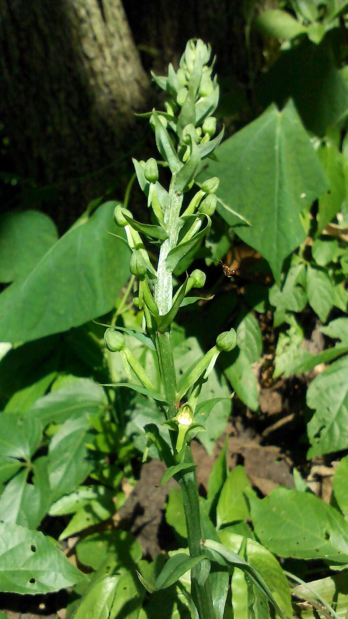 Image of winged bog orchid