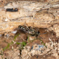 Image of Lasioglossum subviridatum (Cockerell 1938)