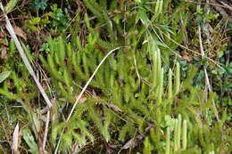 Image of Lycopodium japonicum Thunb. ex Murray