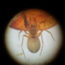 صورة Agyneta subtilis (O. Pickard-Cambridge 1863)