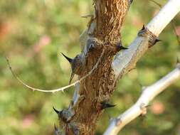 Image of catechu tree