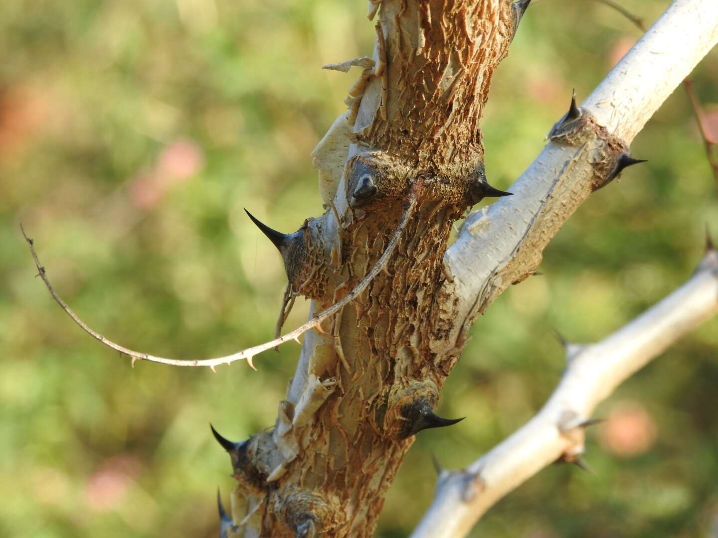 Image of catechu tree