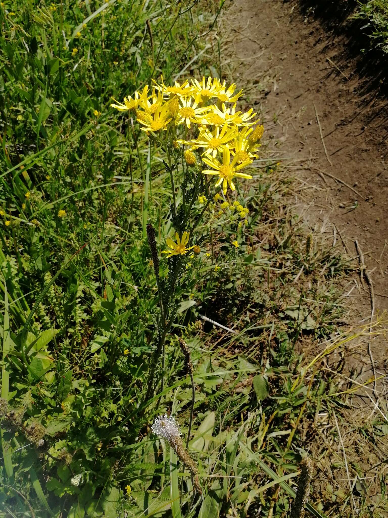 Plancia ëd Jacobaea erucifolia (L.) Gaertn. Mey. & Scherb.