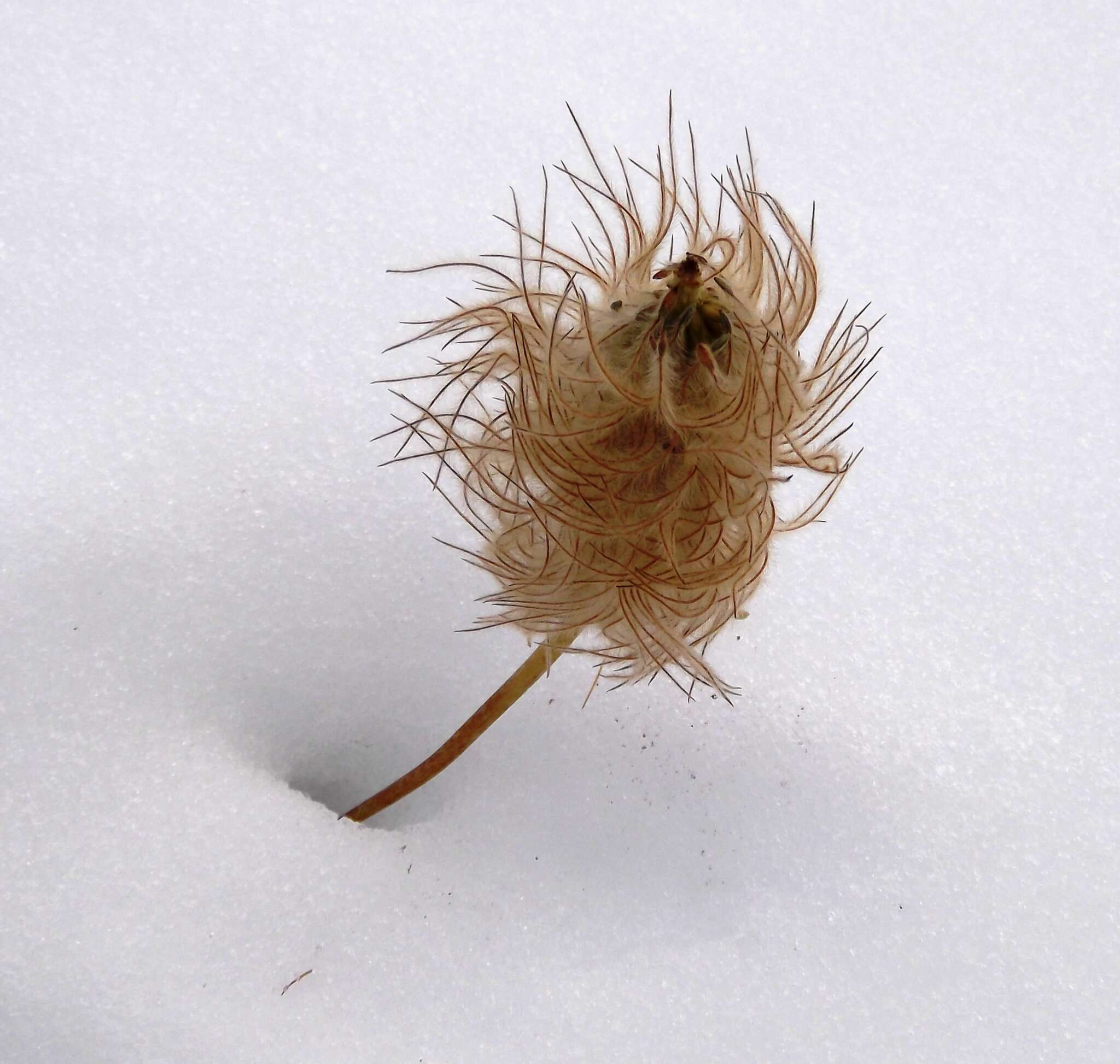 Image of white pasqueflower