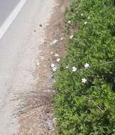 صورة Dianthus japigicus Bianco & S. Brullo