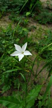 Image of longflower tobacco