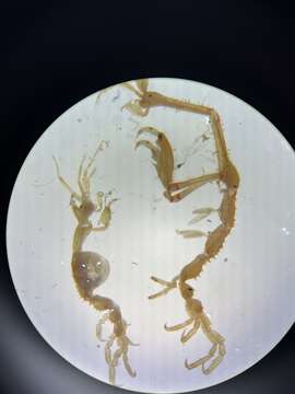 Image of Japanese skeleton shrimp