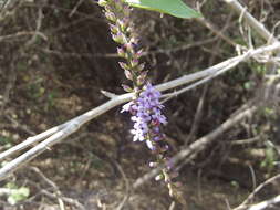 Duranta erecta L. resmi