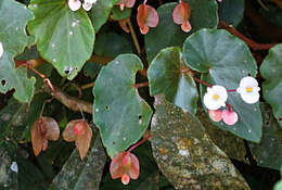 Image of Begonia subvillosa Klotzsch