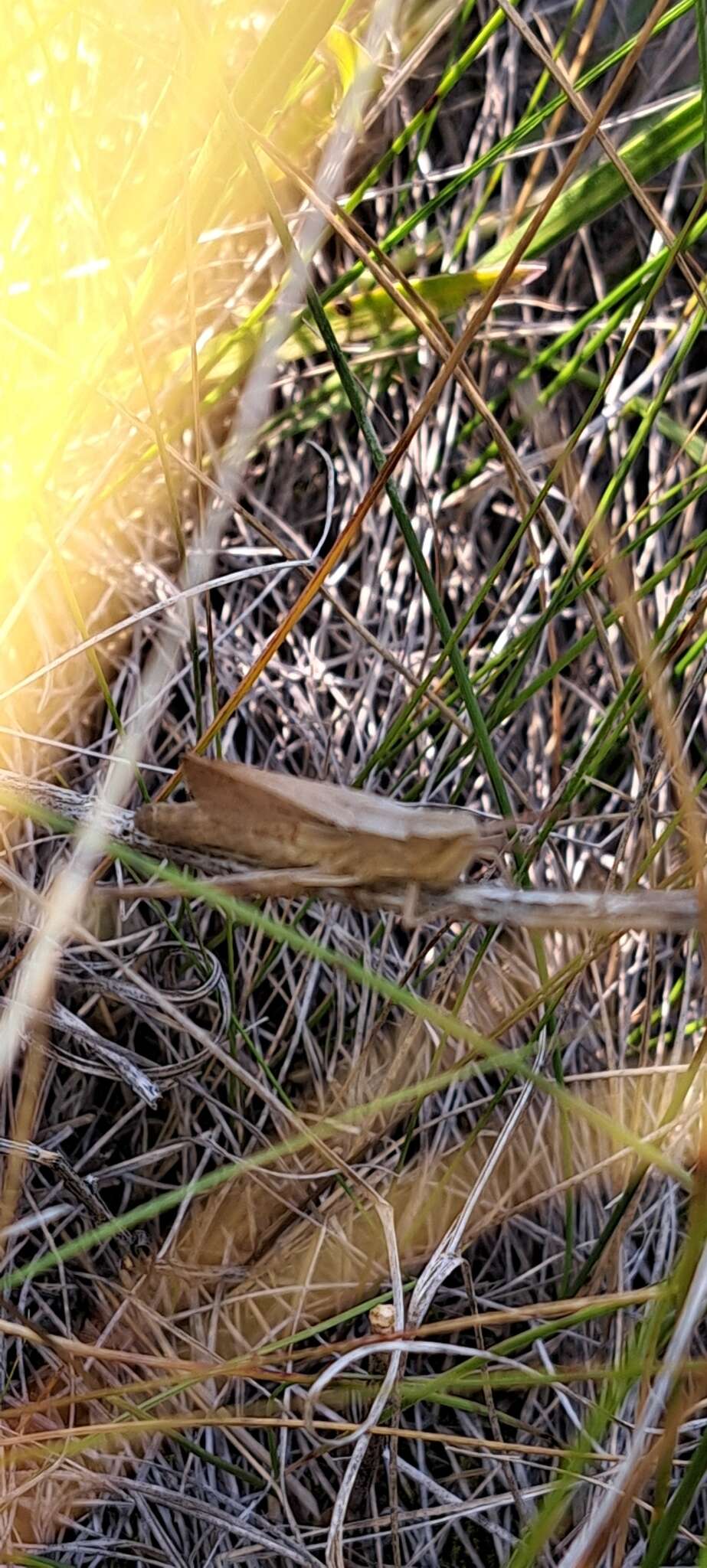 Plancia ëd Chloealtis abdominalis (Thomas & C. 1873)