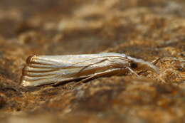 Image of Xanthocrambus delicatellus Zeller 1863