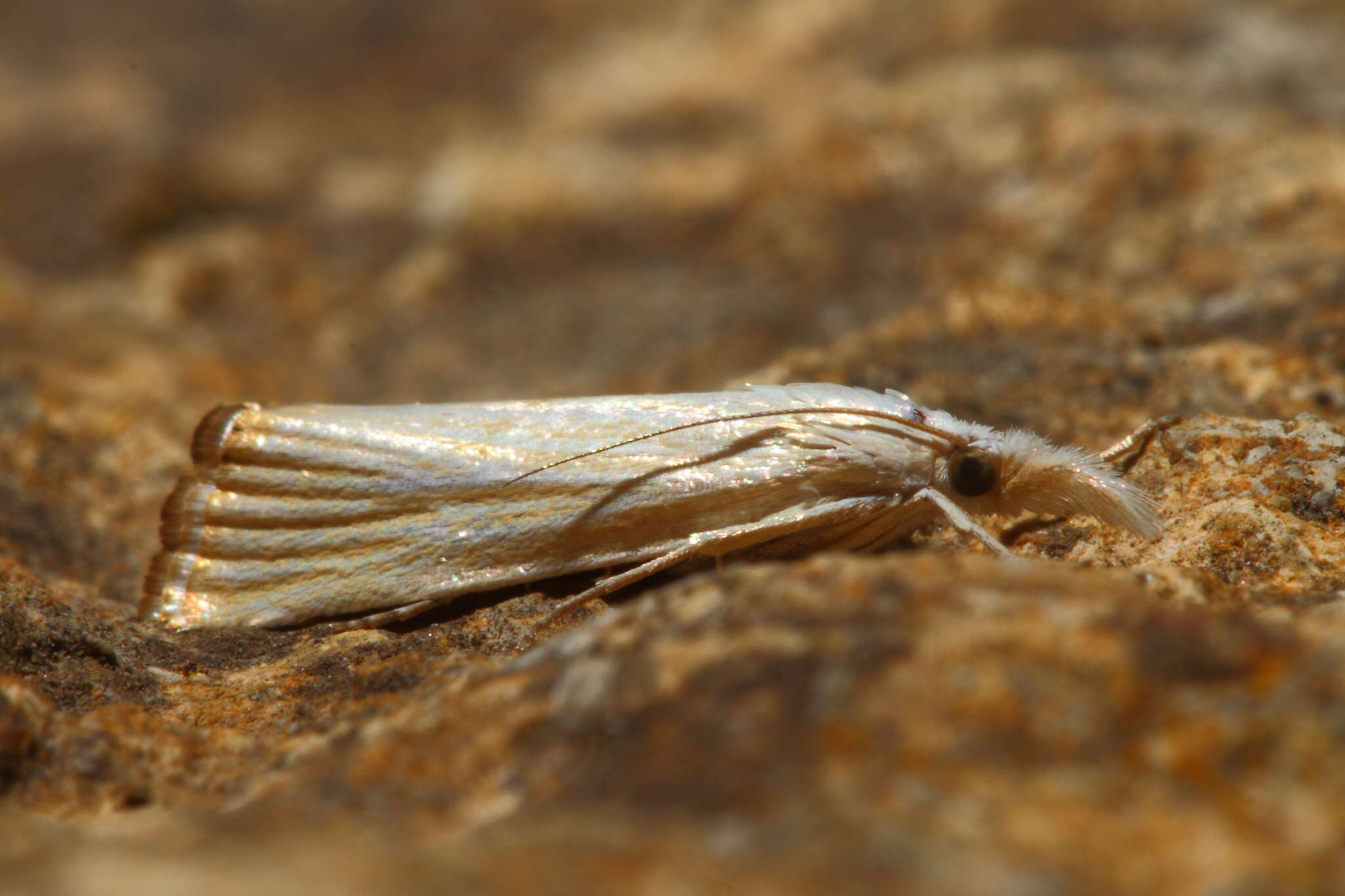 Image of Xanthocrambus delicatellus Zeller 1863