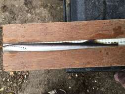 Image of river lamprey, lampern