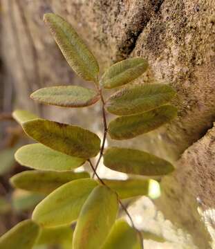 Image of smooth cliffbrake