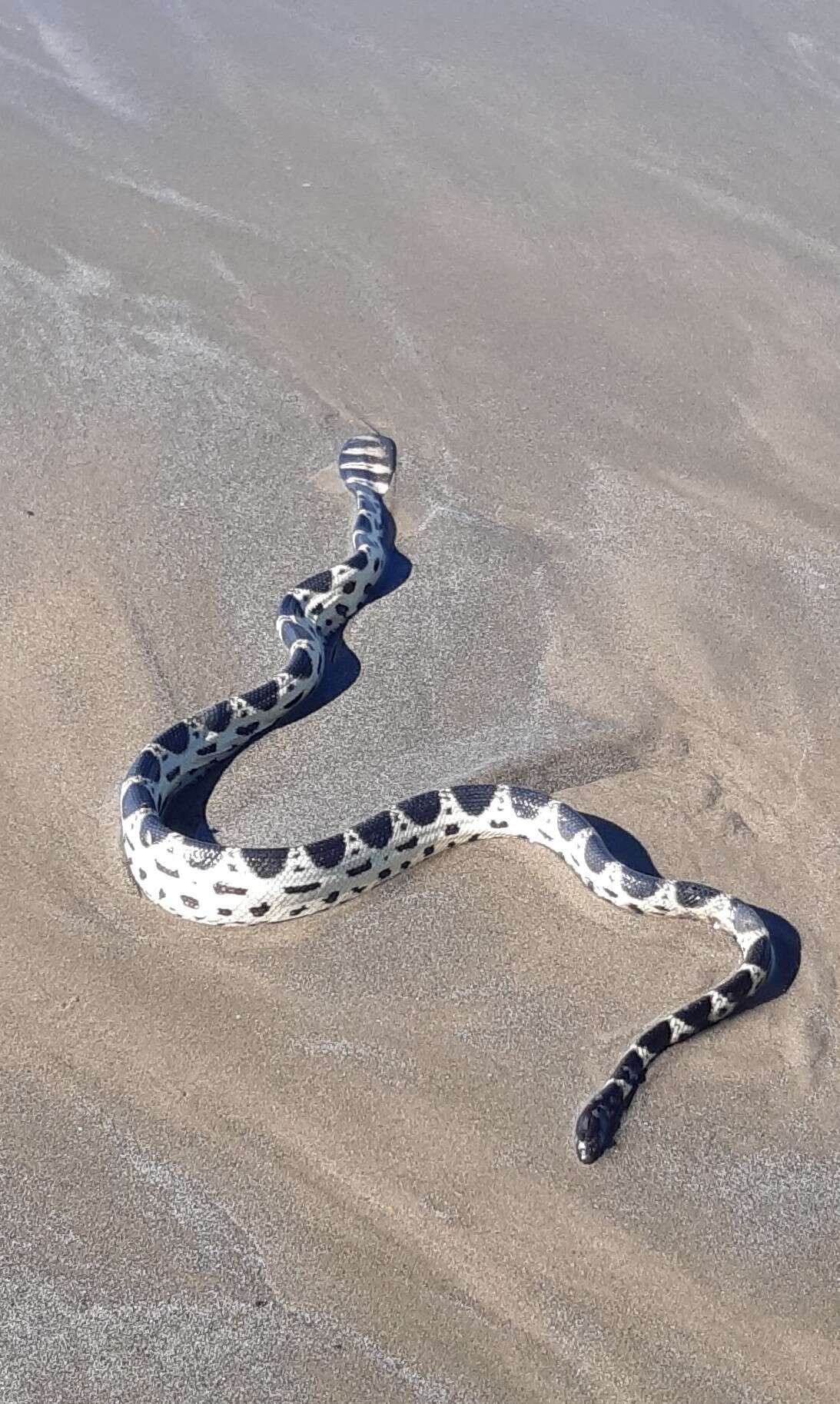 Image of Small-headed or McDowell’s seasnake