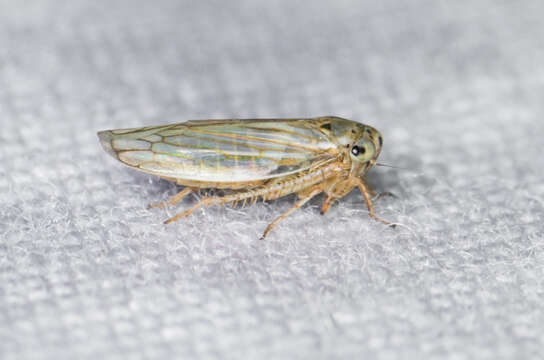 Image of Gray Lawn Leafhopper