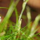 Image of Carex austrotenella K. L. Wilson