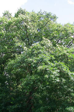 Image of Black Oak