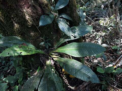 Image of Philodendron campii Croat