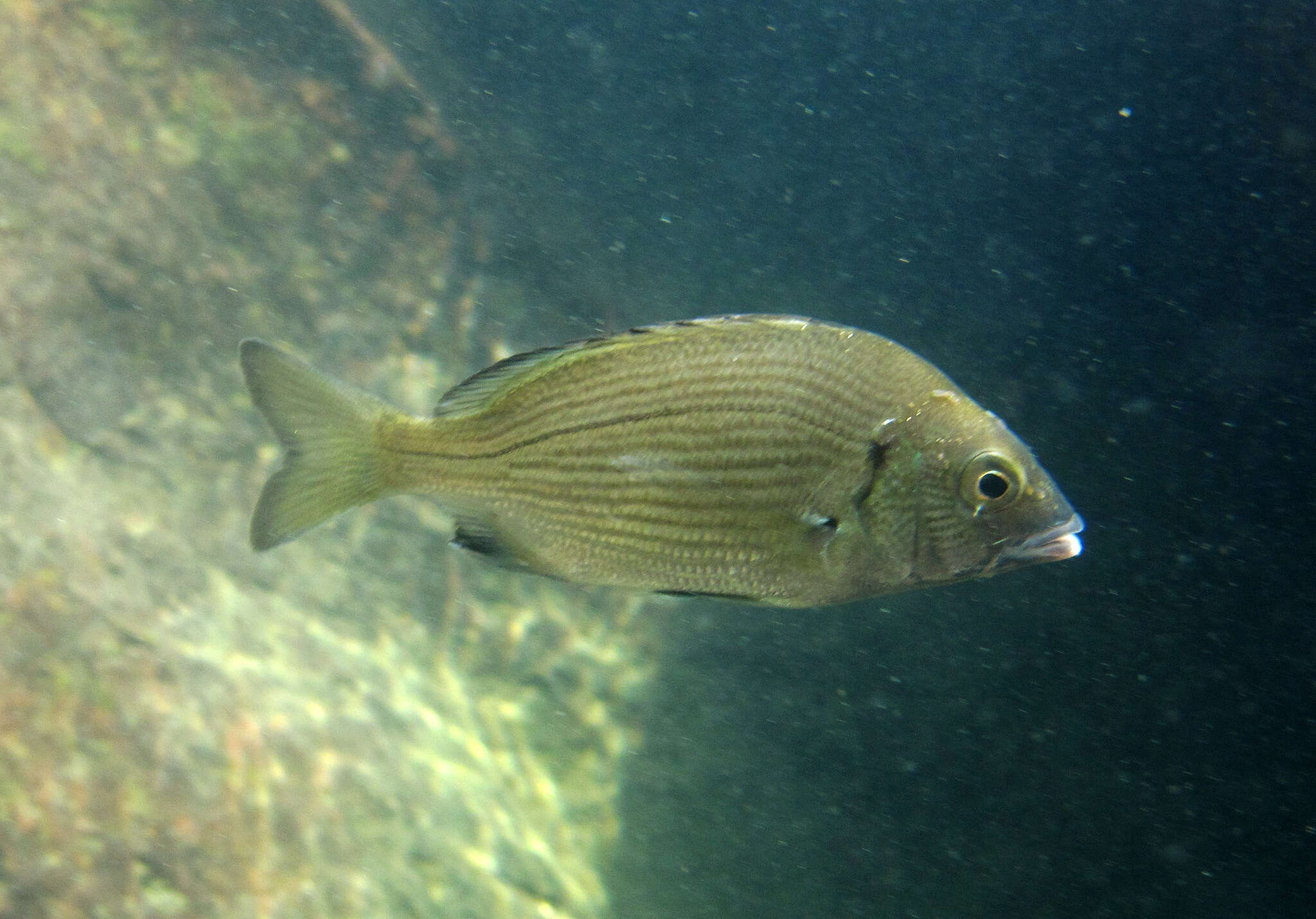 Image of Blackhead Seabream