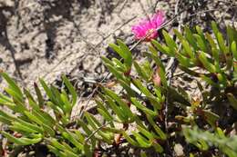 Image of Jordaaniella maritima (L. Bol.) van Jaarsv.