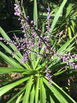 Imagem de Cordyline stricta (Sims) Endl.