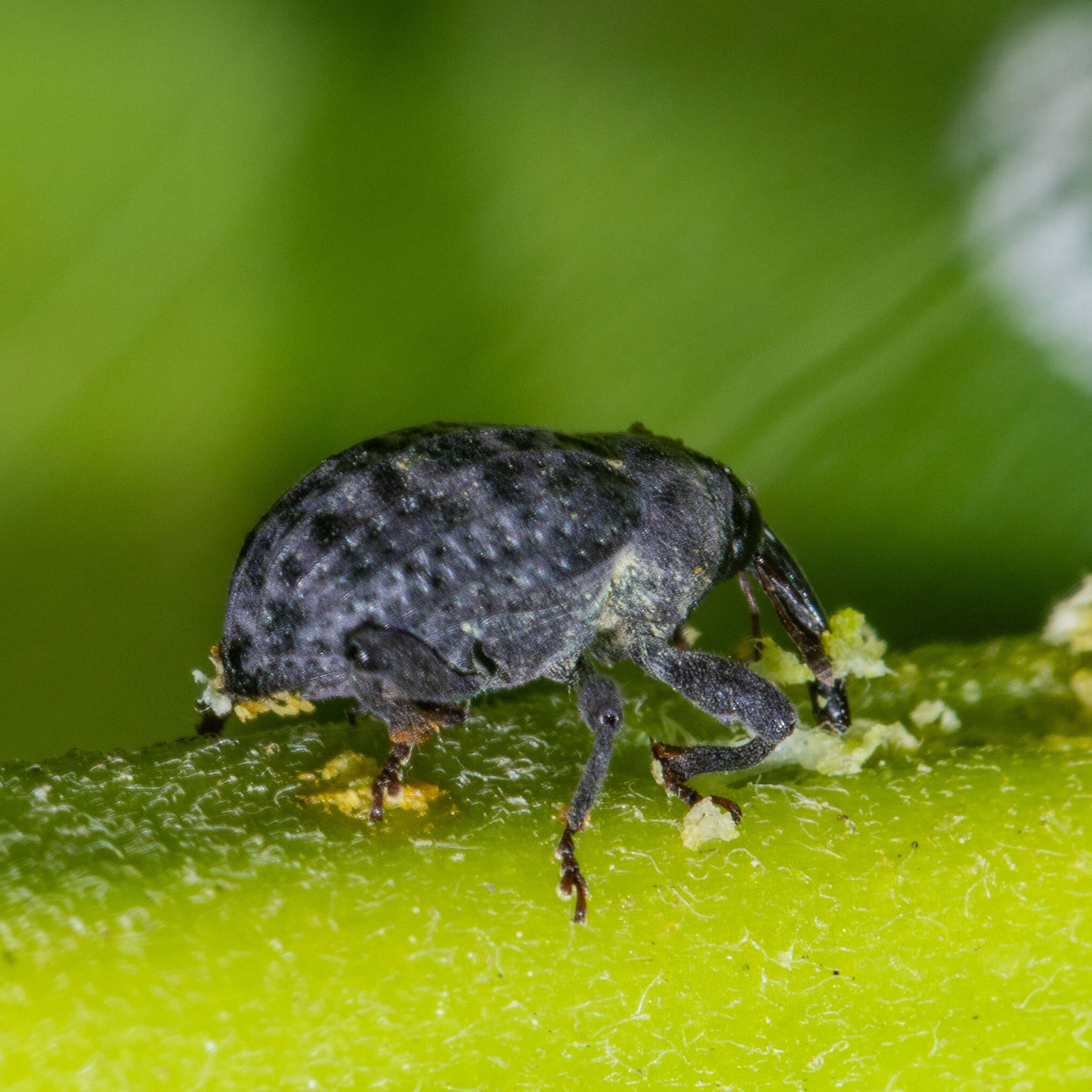 Image of Milkweed Stem Weevil