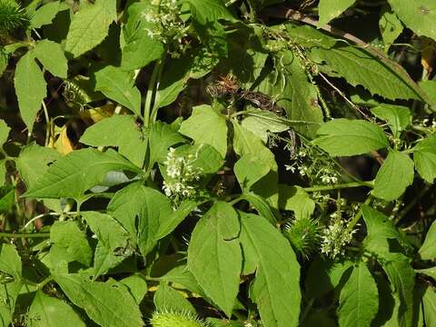 Image of Cyclanthera integrifoliola Cogn.