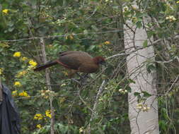 Image of Rufous-headed Chachalaca