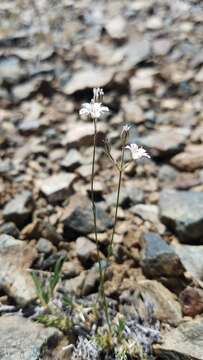 Image of King's sandwort