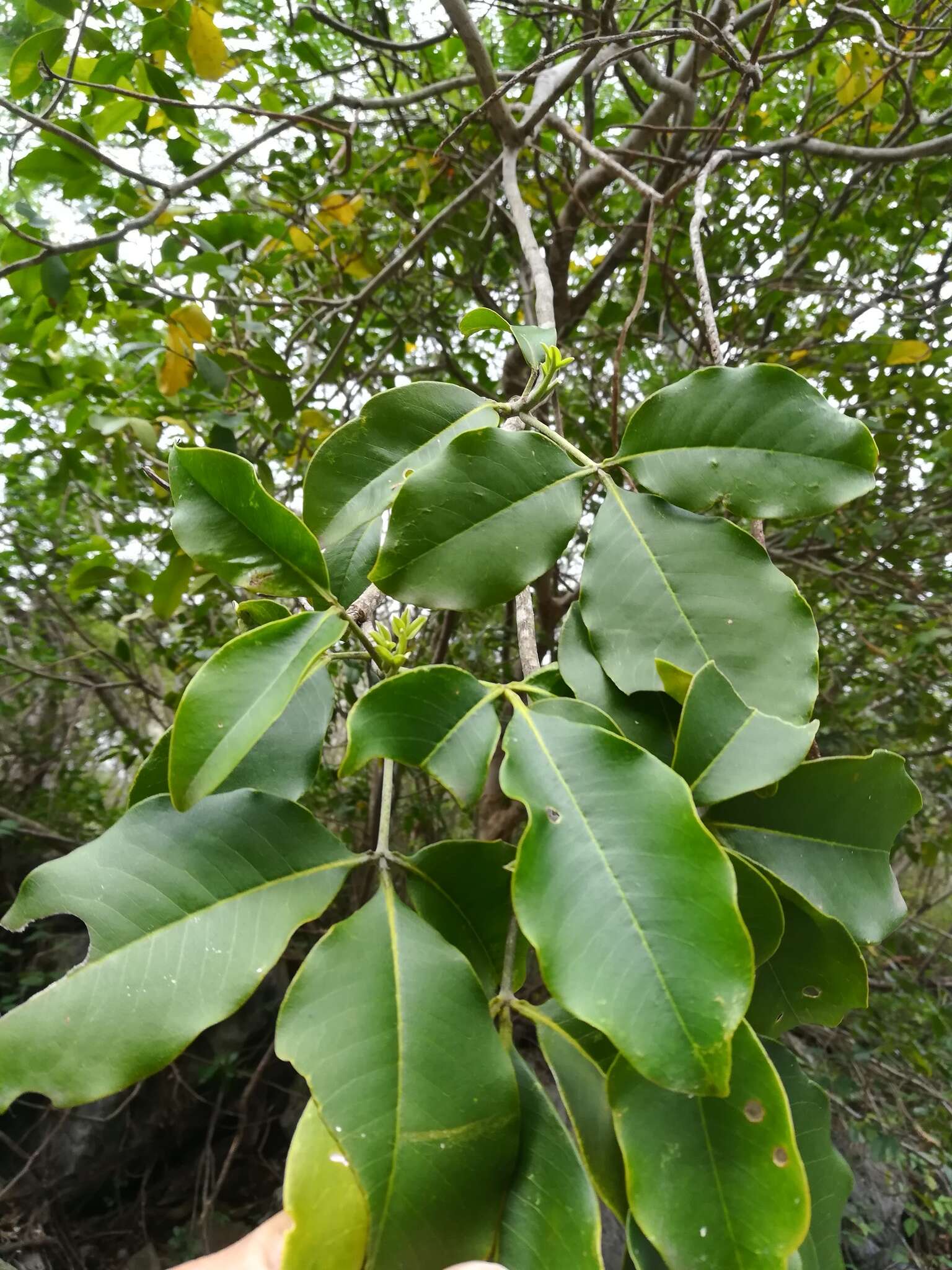 Esenbeckia berlandieri Baill.的圖片